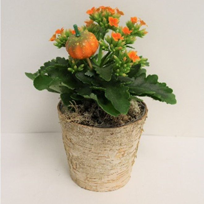 Morgan Creek Tropicals Fall Garden 4 X 4 X 9 Rona 0232