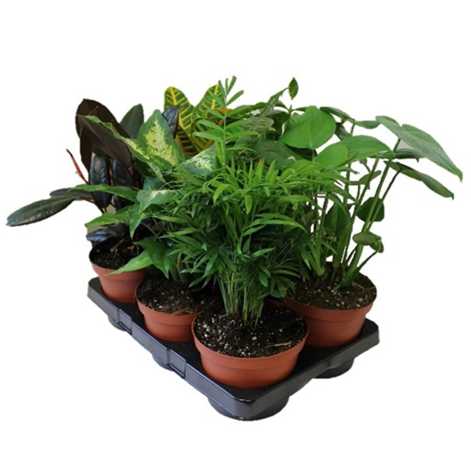 Assorted Tropical Plant Morgan Creek Tropicals 6 In Pot Rona 4856