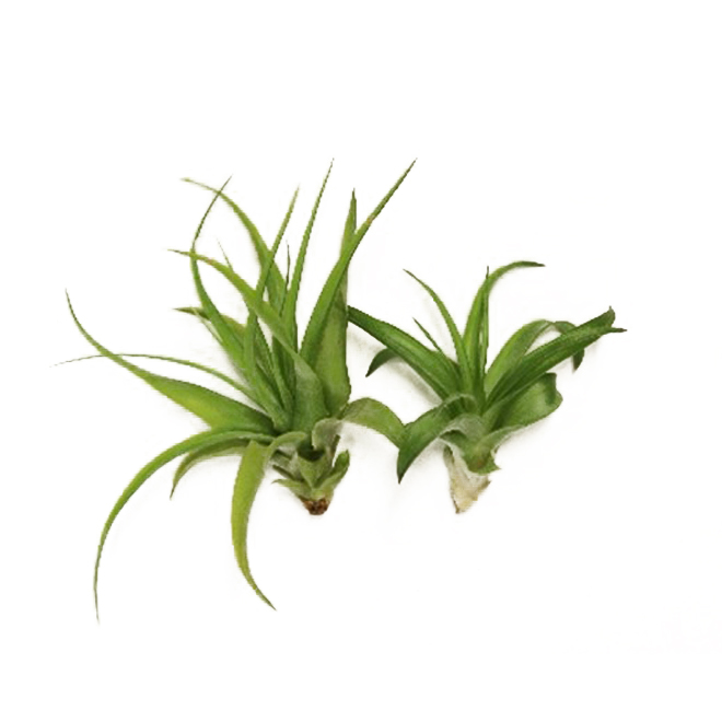 Morgan Creek Tropicals Tillandsia 2 Assorted Rona 7047