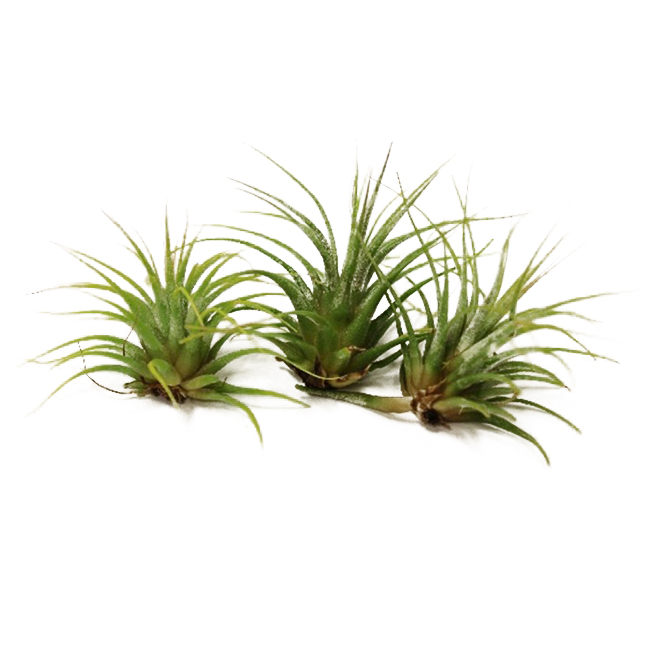 Morgan Creek Tropicals Tillandsia 2 Assorted Rona 8154