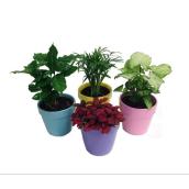 Plante tropicale assortie, Morgan Creek Tropicals, pot en céramique de 6 po