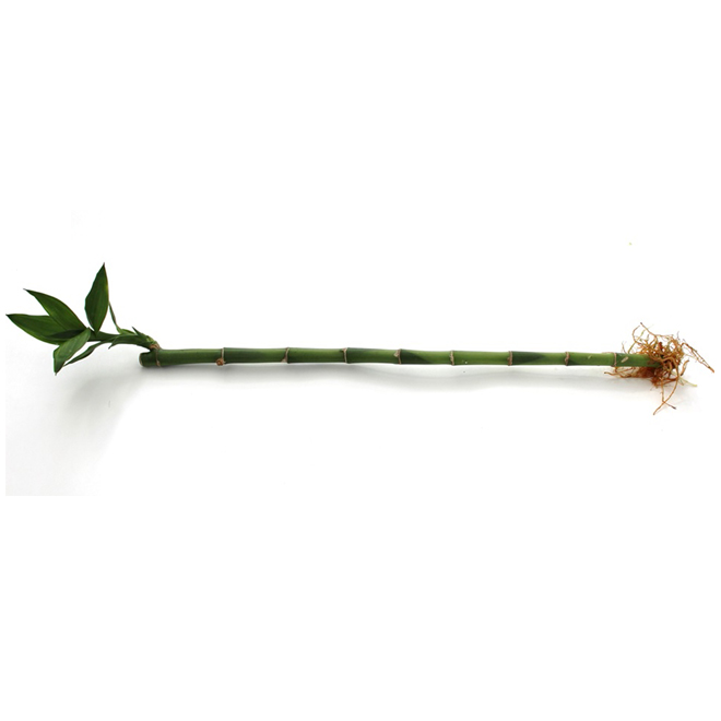 Lucky Bamboo Straight 18 Green RONA   17475092 L 