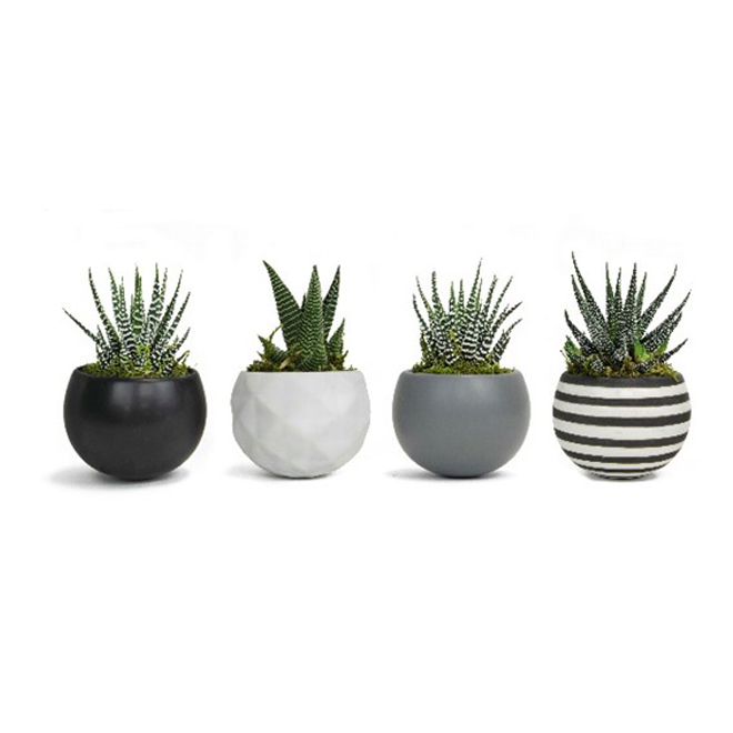 Assorted Succulent Plants Neo Classic 3 X 5 Rona 9122