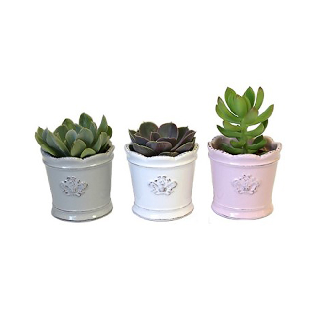 Assorted Succulent Plants Victorian 2 Rona 1452