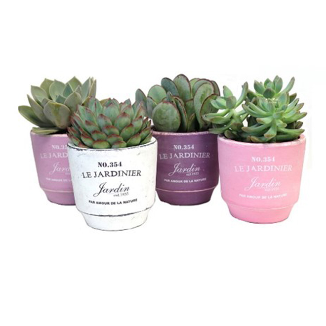 Assorted Succulent Plants Le Jardinier 4 Rona 4640