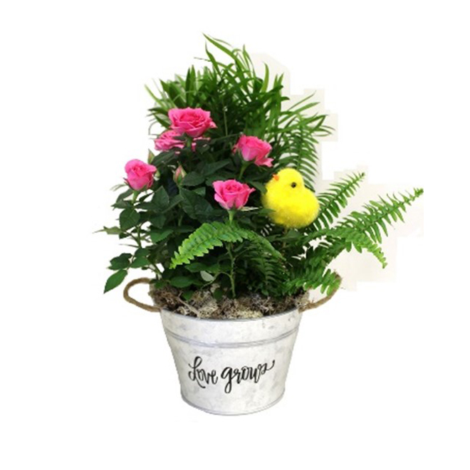 Morgan Creek Tropicals Easter Garden Tin Pot 6 Rona 5074