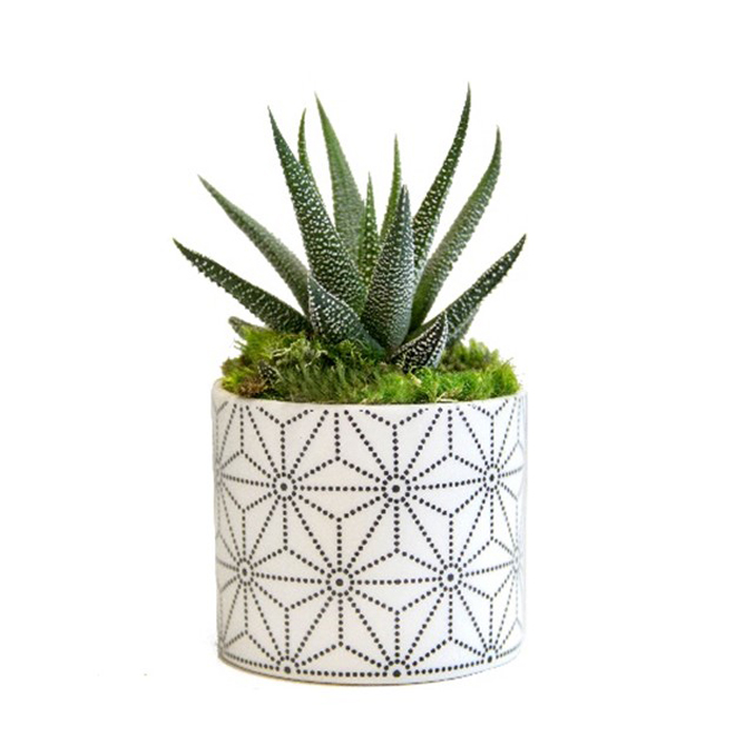 Succulent Plant Modern Style 5 Pot Aalto Rona 2237