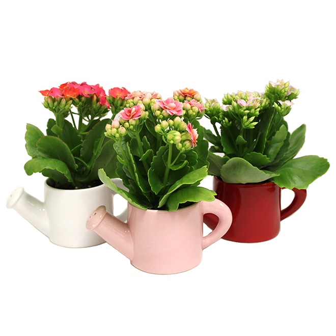 Kalanchoe Watering Can Pot 2" Assortment RONA
