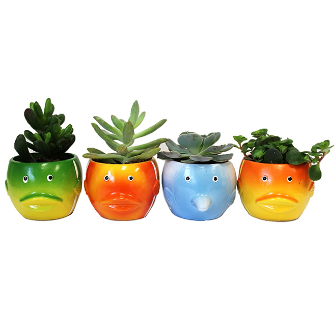 Assorted Succulent Plants - Ceramic Pot - Fish - 2