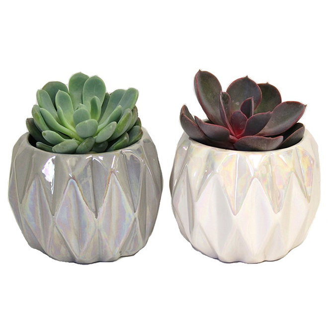 Assorted Succulent Plants Ceramic Pots Rona 6415