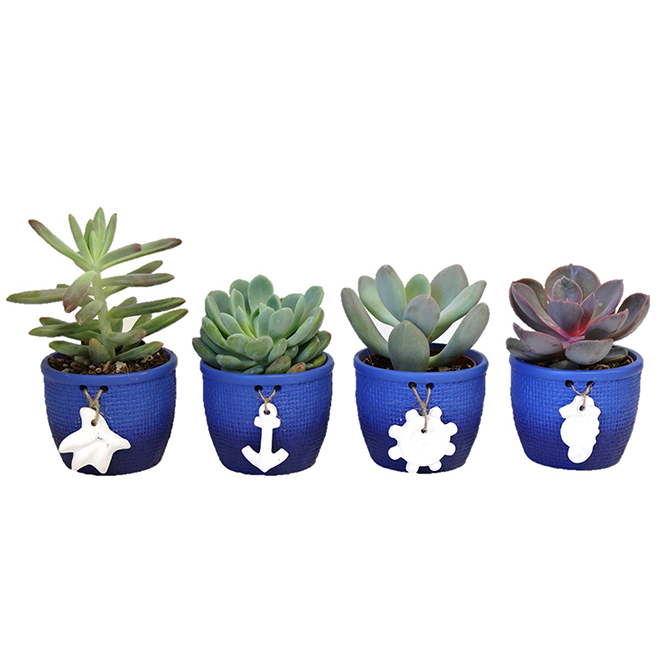 Assorted Succulent Plants Ceramic Pot Summer Aquatic Rona 9927