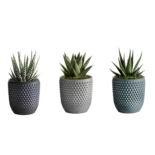 Succulent Plant In Decorative Pots Assorted Rona 3184