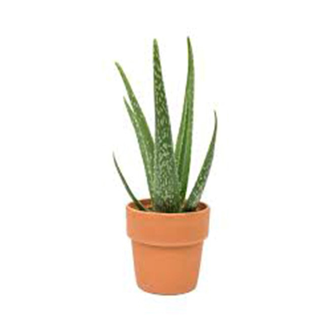 VIVA FLORA Aloe Vera - 2.5'' Terra Cotta Pot 25-5214 | RONA