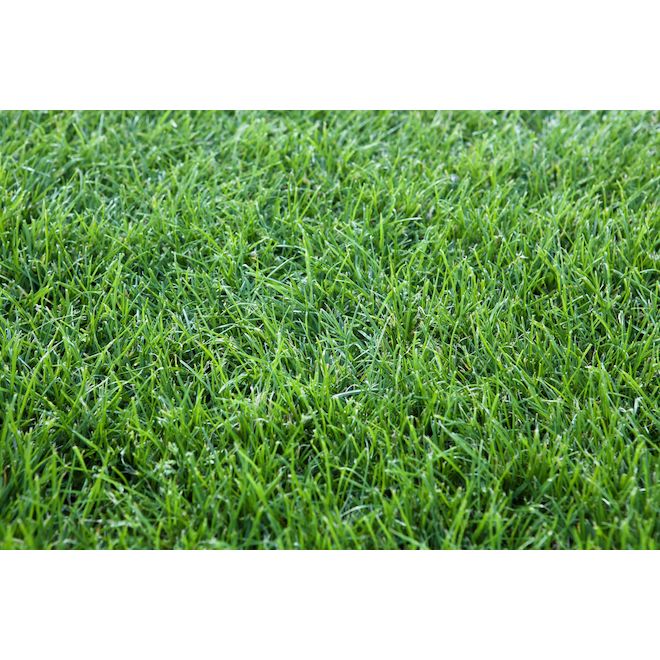 Sod Roll - 2-ft x 4-ft - Green