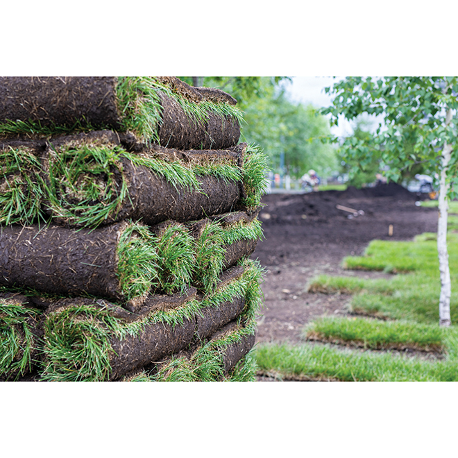Sod Roll - 2-ft x 4-ft - Green