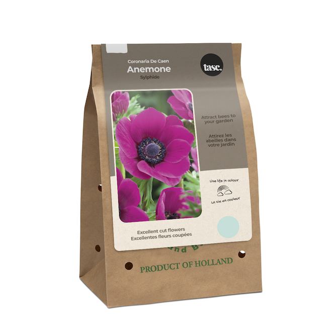 Tasc Crown Anemone Bulbs - Mallow - 12/Pack MIS0067 | RONA