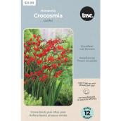 Tasc Croscomia 'Lucifer' Bulbs - Red