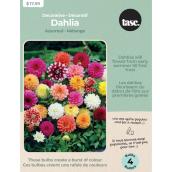 Bulbes Tasc Dahlia décoratif assortis