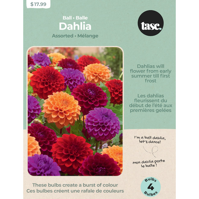 Tasc Dahlia Assorted Ball Bulbs