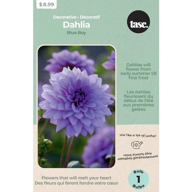 TASC 32 to 36-in High Blue Boy Dahlia Bulb - 1/Pk