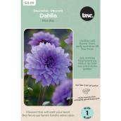 Tasc Blue Boy Dahlia Bulb - 32-in to 36-in High