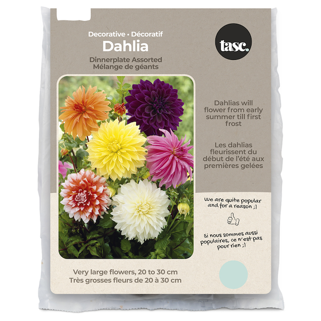Tasc Dahlia Assorted Dinnerplate Bulbs 5 Bulbs DAH0023 RONA
