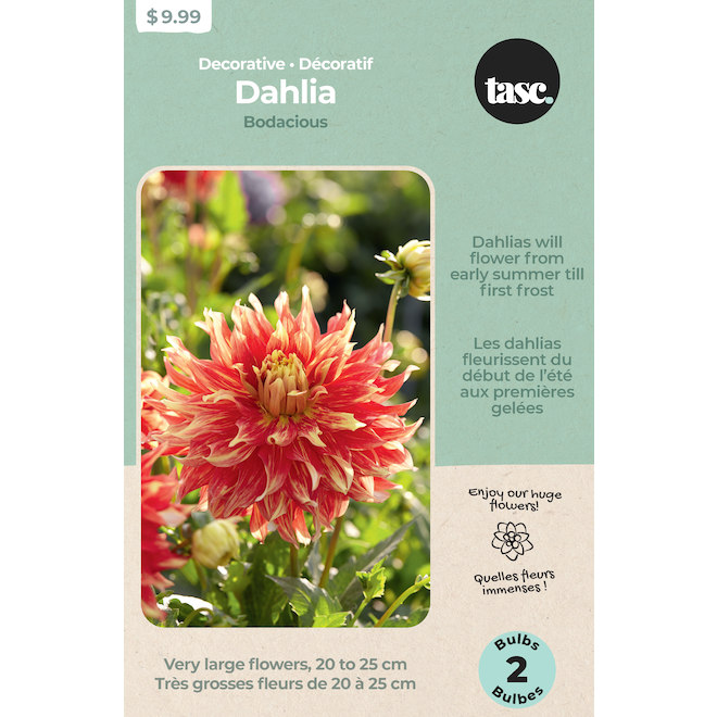 Tasc Dahlia Bodacious Bulbs - 2 Bulbs