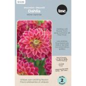 Tasc Dahlia Mr Optimist Bulbs - 2 Bulbs