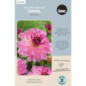 Bulbes Tasc Dahlia Sincerity, 2 Bulbes