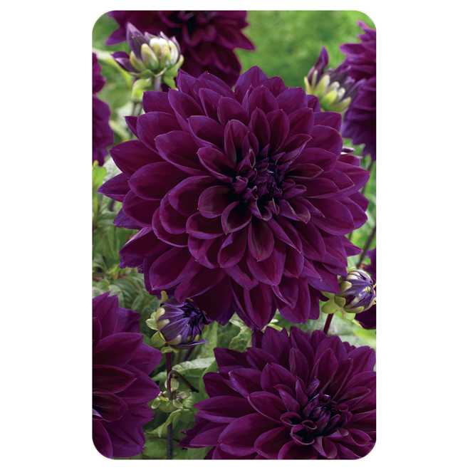 TASC Thomas Edison Dahlia Bulbs - 8-10-in Diameter Flowers - 2/Pack