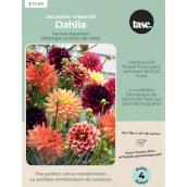 Tasc Dahlia Sunset Bulbs