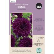 TASC Thomas Edison Dahlia Bulb - 8-10-in Diameter Flowers