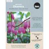 Tasc Dicentra Spectabilis Bulbs - 4 Bulbs