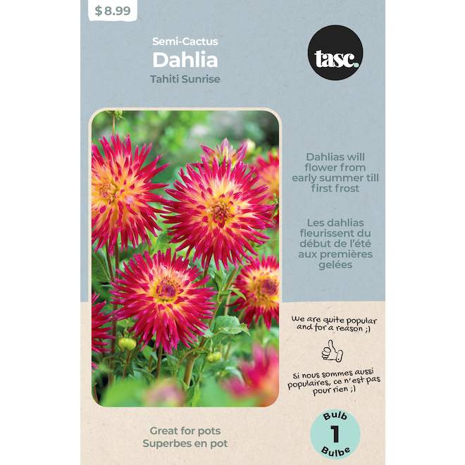 TASC Tahiti Sunrise Dahlia Bulb - 4 to 6-in Diameter Flowers