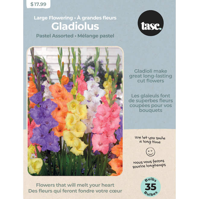 Tasc Gladiolus Pastel Large Flower Bulbs