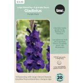 Tasc Gladiolus Purple Large Flowerr Bulbs - 20 Bulbs