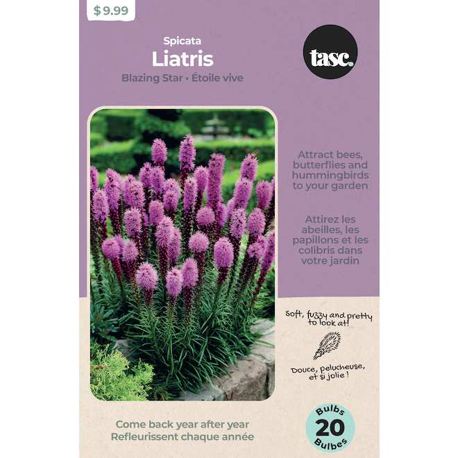 Tasc Liatris Spicata Bulbs
