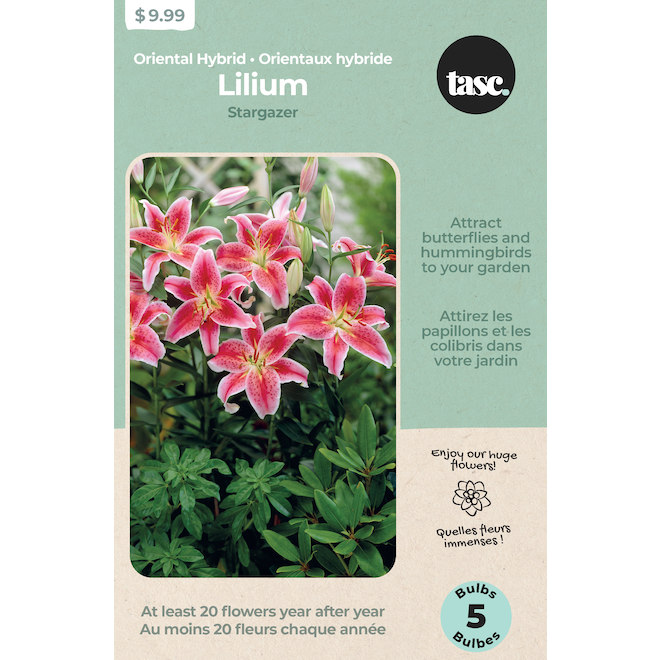 Lilium Stargazer Oriental Hybrid - 5/Pack