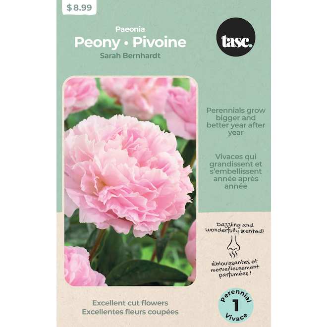 Tasc 'Sarah Bernhardt' Peony Bulb - Pink PER0003BB | RONA