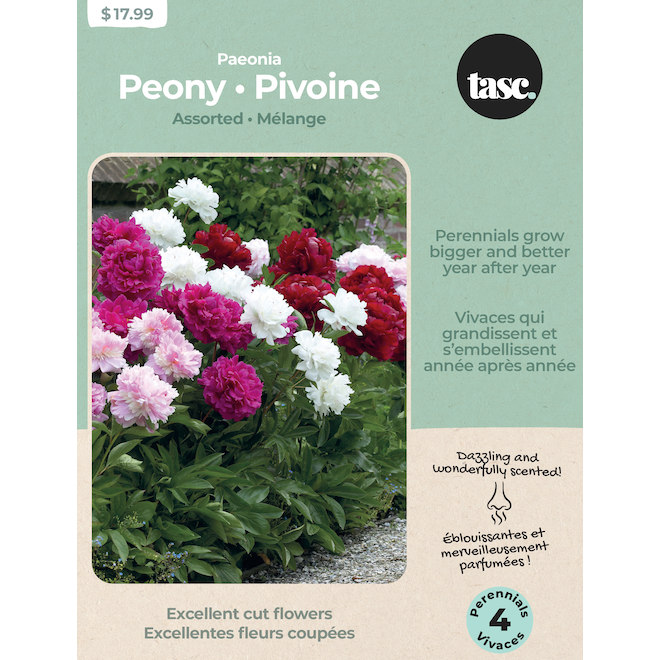 Bulbes Tasc Pivoine assorti , 4 Bulbes