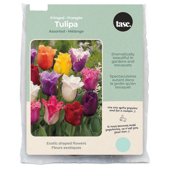 Bulbes de tulipes assorties Frangée Tasc, paquet de 20