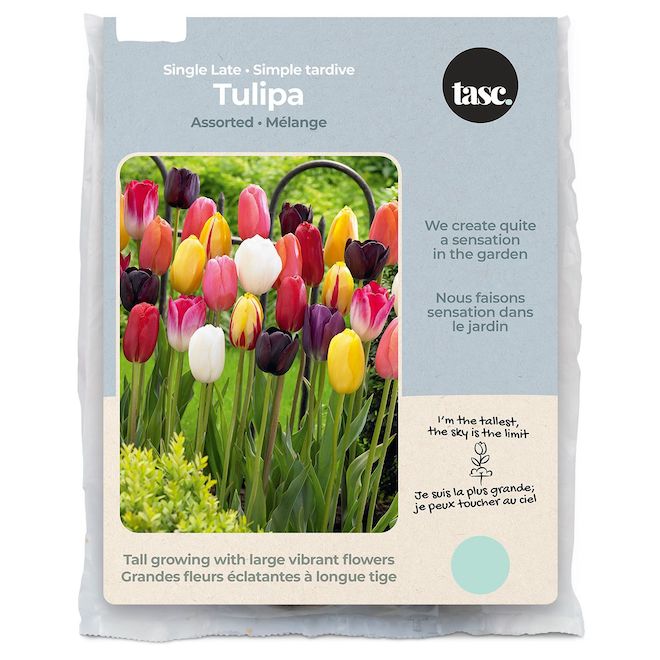 Bulbes de tulipes assorties Simple tardive Tasc, paquet de 20