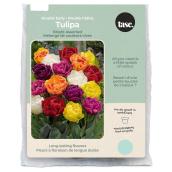 Tasc Double Bright Assorted Tulip Bulbs Ready to Plant