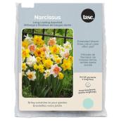 Tasc Long Lasting Narcissi Bulbs with Assorted Colours