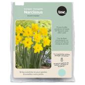 Tasc Trumpet Narcissus Assorted Variety Bulbs Ready to Plant