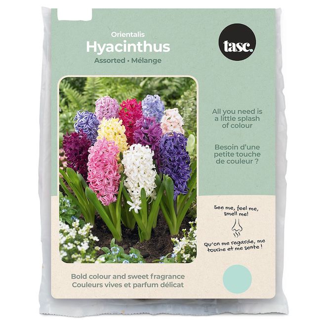 Tasc Orientalis Assorted Hyacinthus Bulbs - Pack of 12