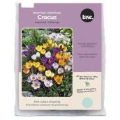 Tasc Botanical Assorted Crocus Bulbs