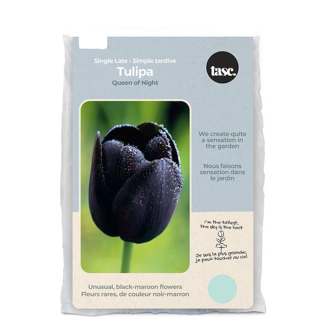 Tasc Queen of Night Ready to Plant Black Tulip Bulbs TUL7003 | RONA