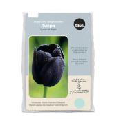 Tasc Queen of Night Ready to Plant Black Tulip Bulbs