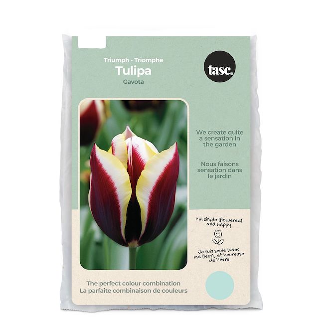 Tasc Gatova Triumph Ready to Plant Tulip Bulbs TUL7005 RONA